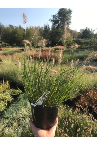 Пеннисетум Литтл Банни в горшке - 3л/вис.25-30см/Ø30-35см